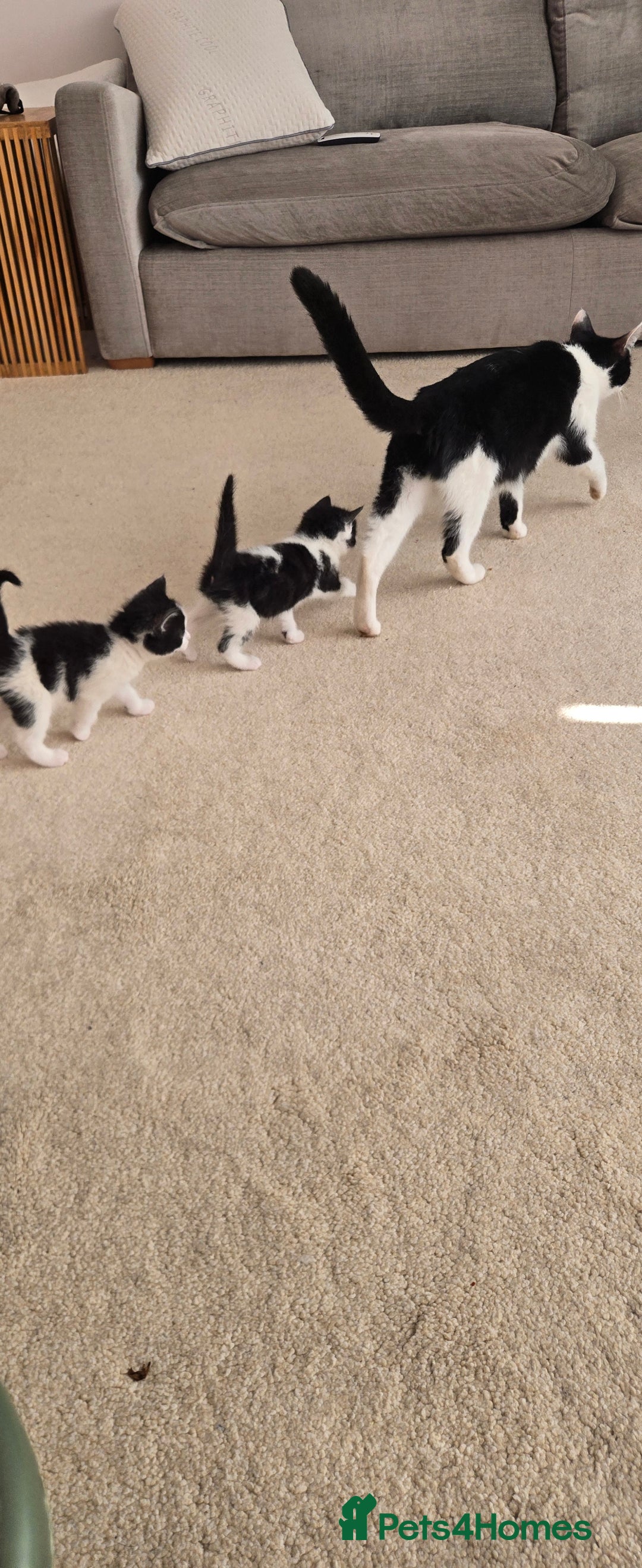 Mixed Breed cats for sale: Adorable Black & White Kittens - Image 1