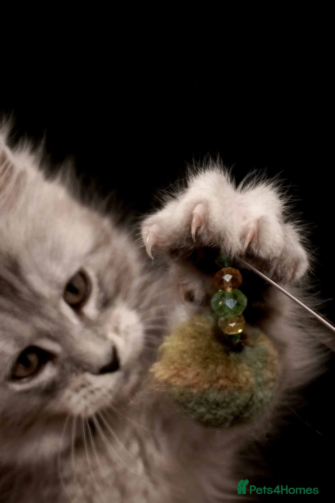 Maine Coon cats for sale: Black Silver classic tabby Mainecoon kittens - Advert 38