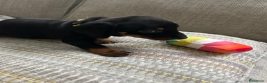 Miniature Dachshund 2 Black and Tan boy yellow collar 