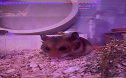 Hamster rodents for sale: Gorgeous male Syrian hamster named Mahogany…  - Image 2
