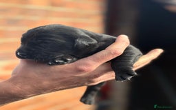 Labrador Retriever dogs for sale: Black & yellow working Labrador puppies  - Image 5