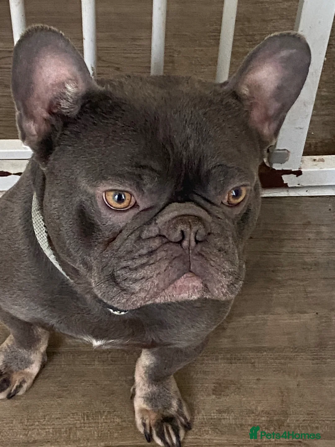 French Bulldog dogs for sale: French bulldog  - Advert 3