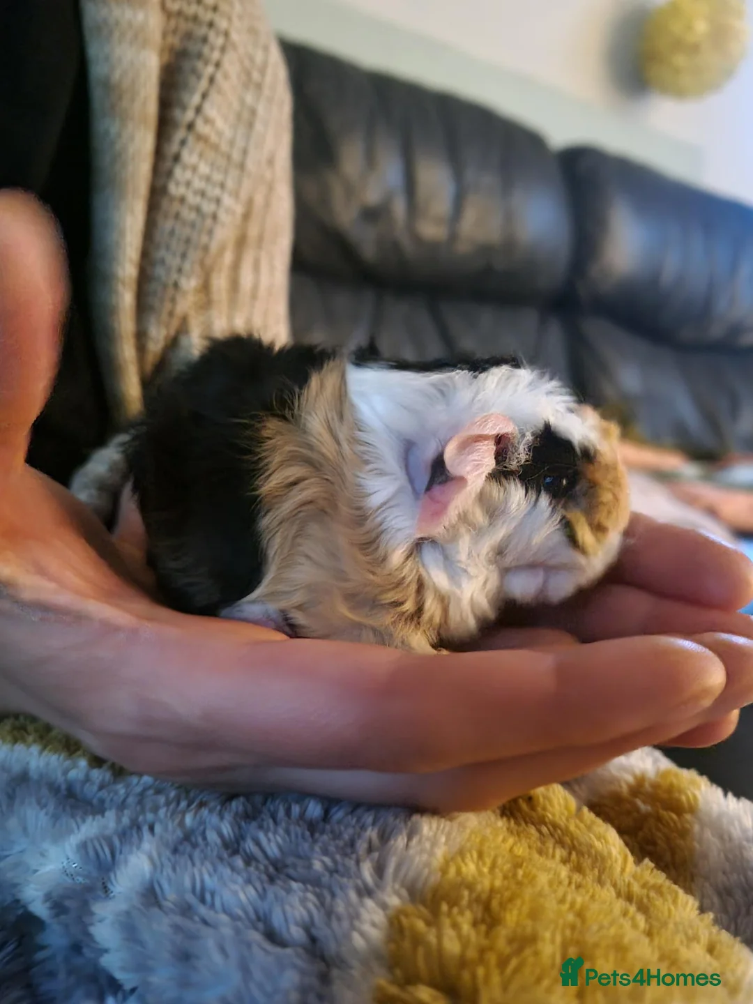 Guinea Pig rodents for sale: 2 male baby guinea pigs, one long hair one short - Advert 2