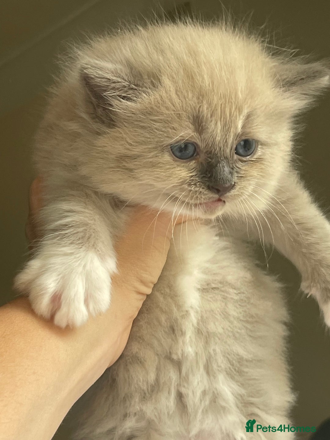 Ragdoll cats for sale: TICA registered pedigree Mink & blue point kittens - Image 18