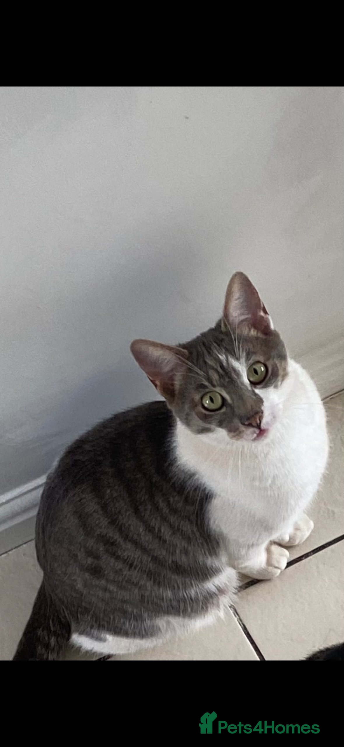 American Bobtail cats Beautiful grey domestic American bobtail  - Advert 1