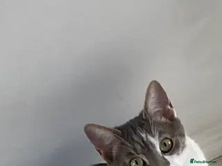 American Bobtail cats Beautiful grey domestic American bobtail - Advert 1