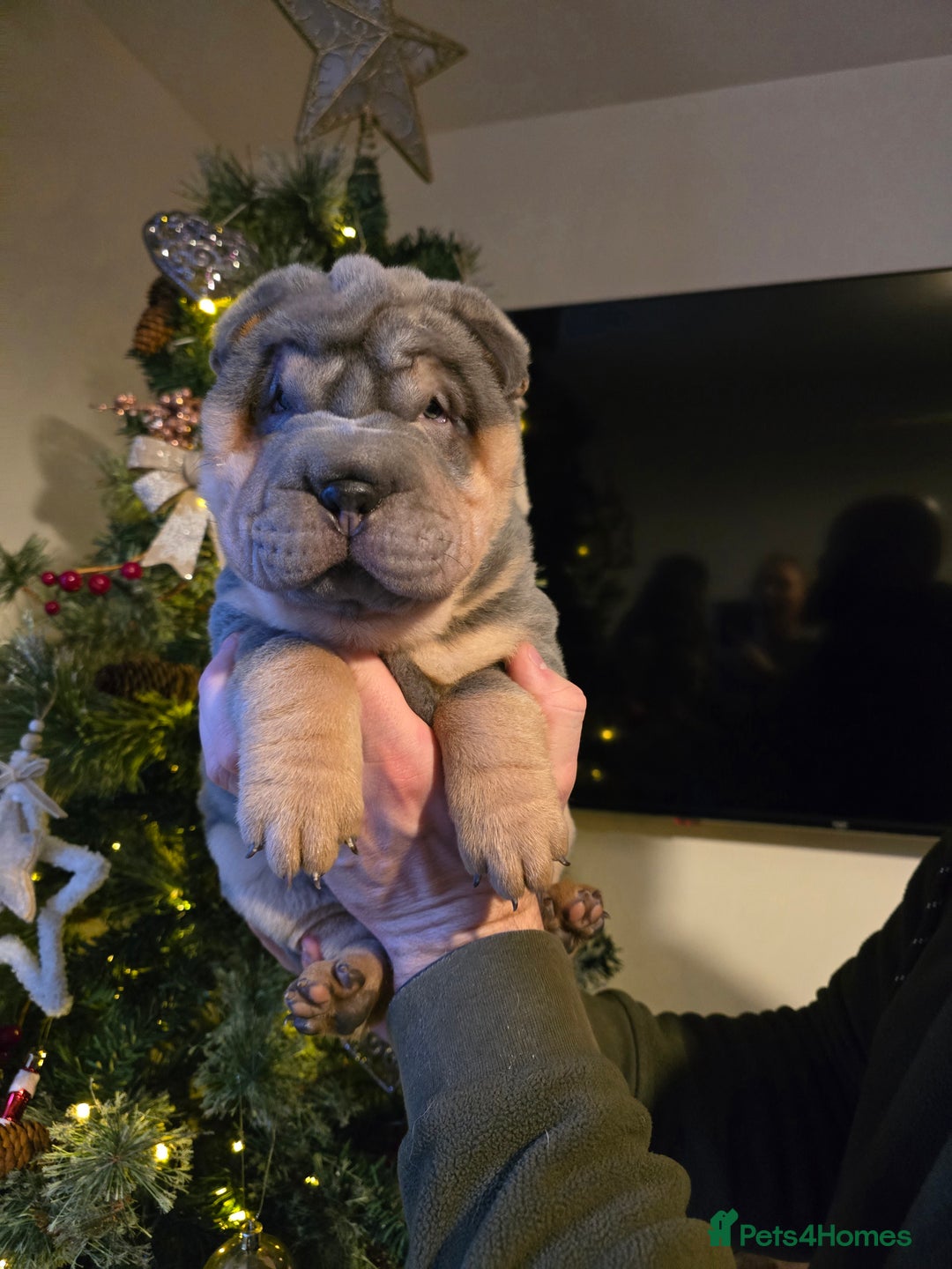 Shar Pei dogs for sale: Beautiful litter of Shar Pei puppies!  - Advert 33