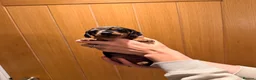 Miniature Dachshund dogs for sale: Mixed Coat Miniature Dachshund Females  in Bridgend - Advert 7