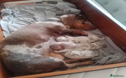 Miniature Dachshund dogs for sale: Isabella and tan dapple miniature dachshunds - Image 22
