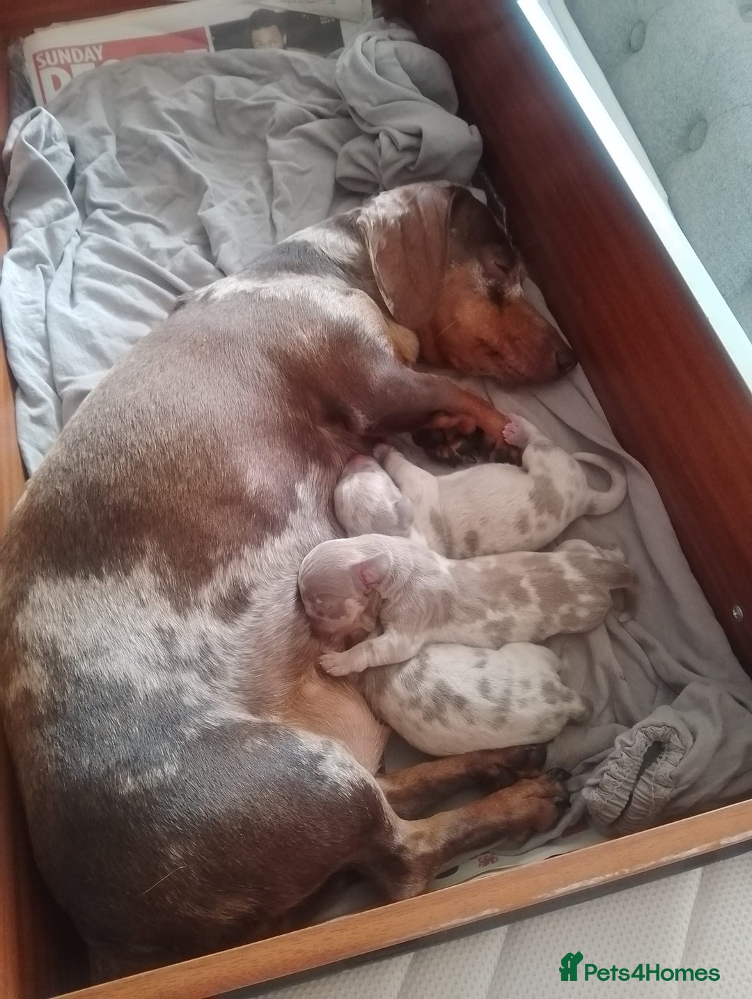 Miniature Dachshund dogs for sale: Isabella and tan dapple miniature dachshunds - Image 22
