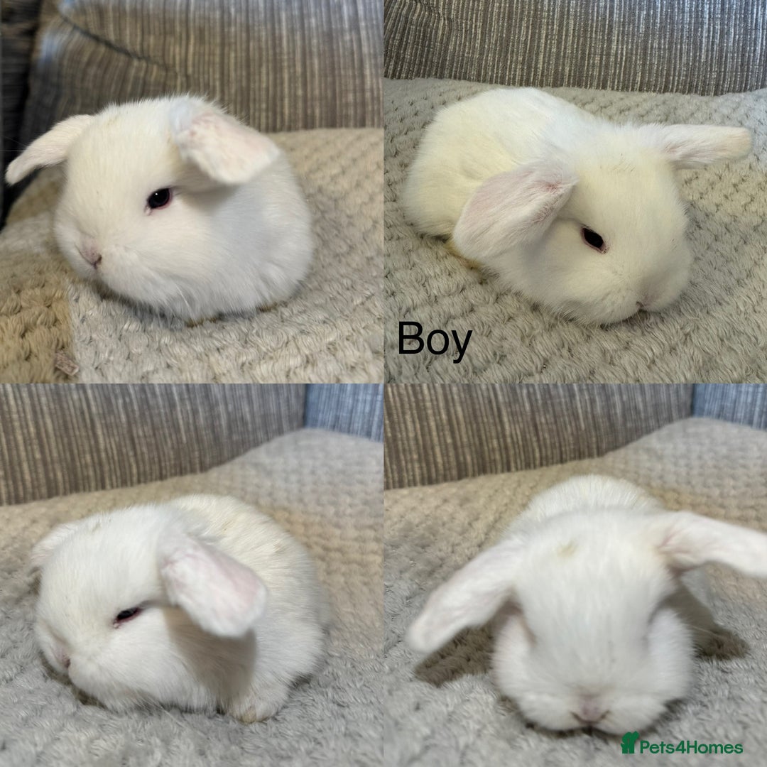 Mini Lop rabbits for sale: Beautiful mini lop babies  - Advert 5