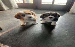 Welsh Corgi Pembroke dogs for sale: Corgi puppies, 2 brothers.  - Advert 14