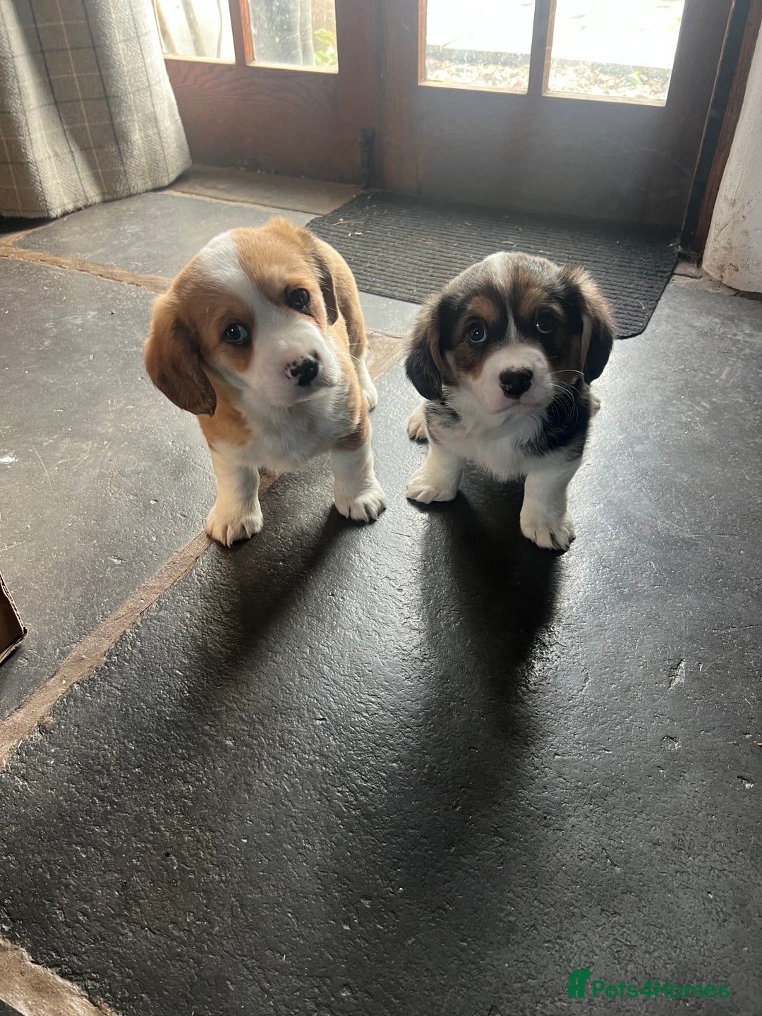 Welsh Corgi Pembroke dogs for sale: Corgi puppies, 2 brothers.  - Advert 14
