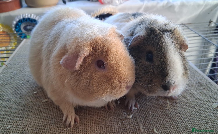 Guinea Pig rodents - Advert 4
