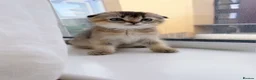 Scottish Fold cats for sale: 🐱✨ Beautiful Golden Scottish Fold Kitten - Advert 25