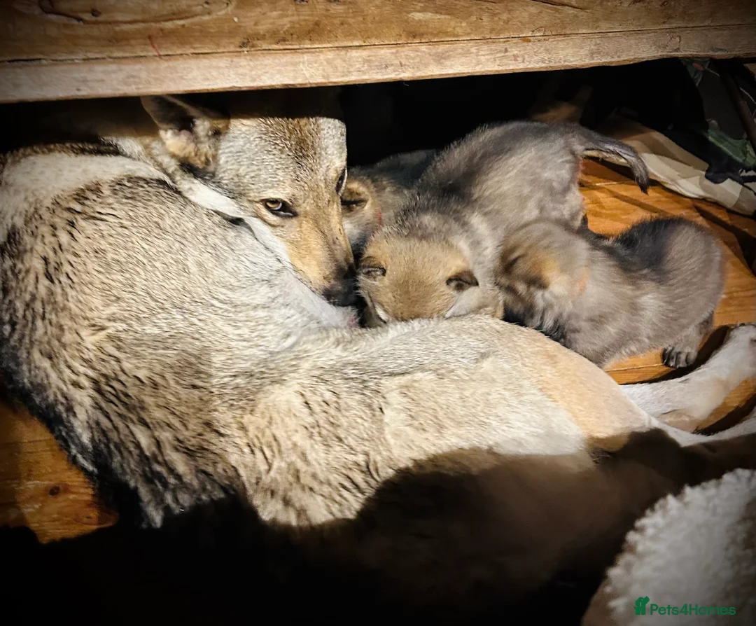 Saarloos Wolfdog dogs for sale: READY NOW Czechoslovakian wolfdog - Advert 16
