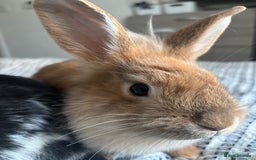 Lionhead rabbits for sale: 2 rabbits 10 months old  - Image 7