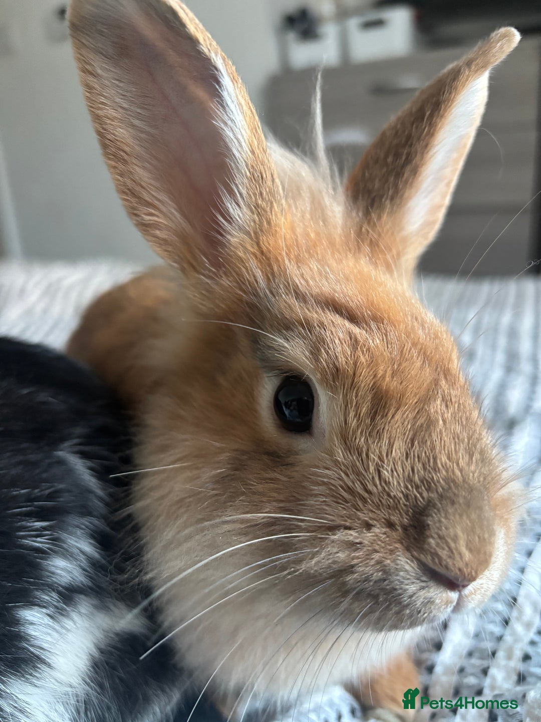 Lionhead rabbits for sale: 2 rabbits 10 months old  - Image 7