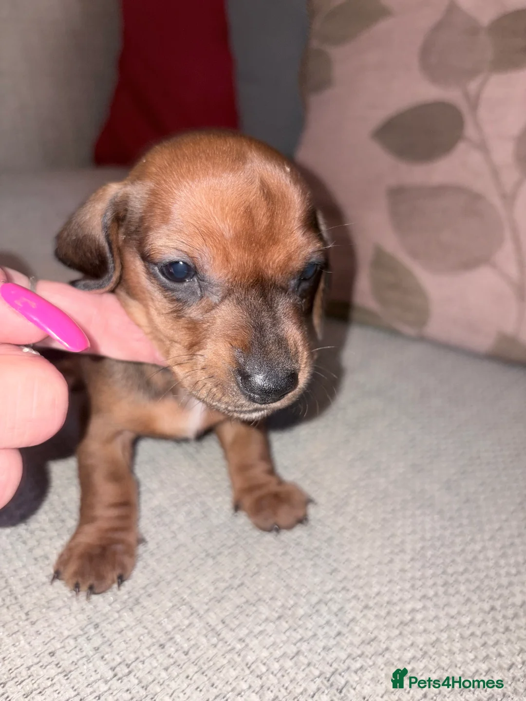 Dachshund dogs for sale: Dachshund puppies  - Advert 15
