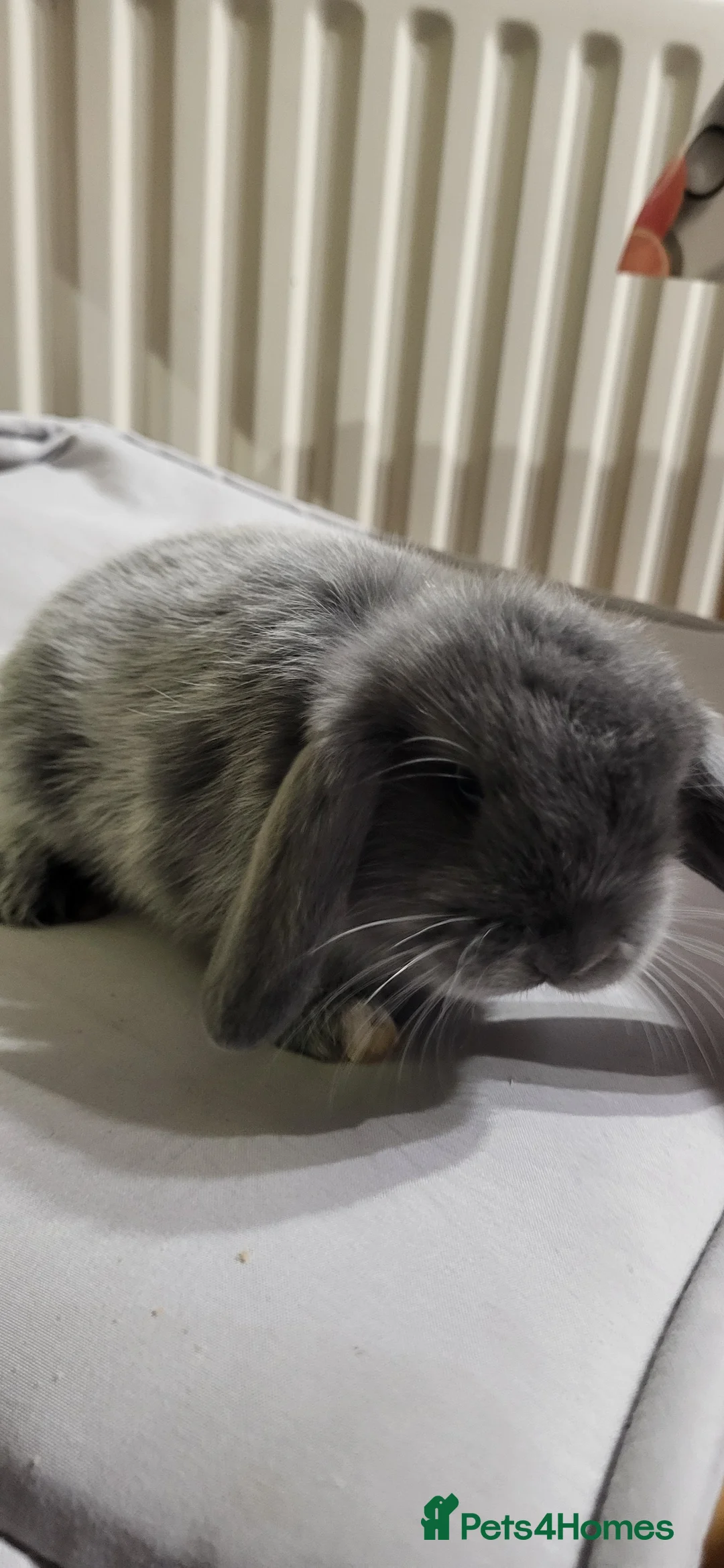 Mini Lion Lop rabbits for sale: Beautiful Mini lop looking good a home  - Advert 2