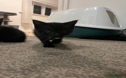 British Shorthair cats for sale: Black and white kittens for sale  - Image 5