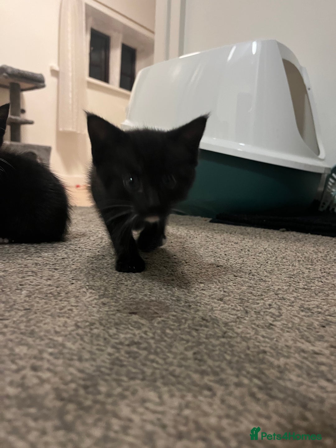 British Shorthair cats for sale: Black and white kittens for sale  - Image 5
