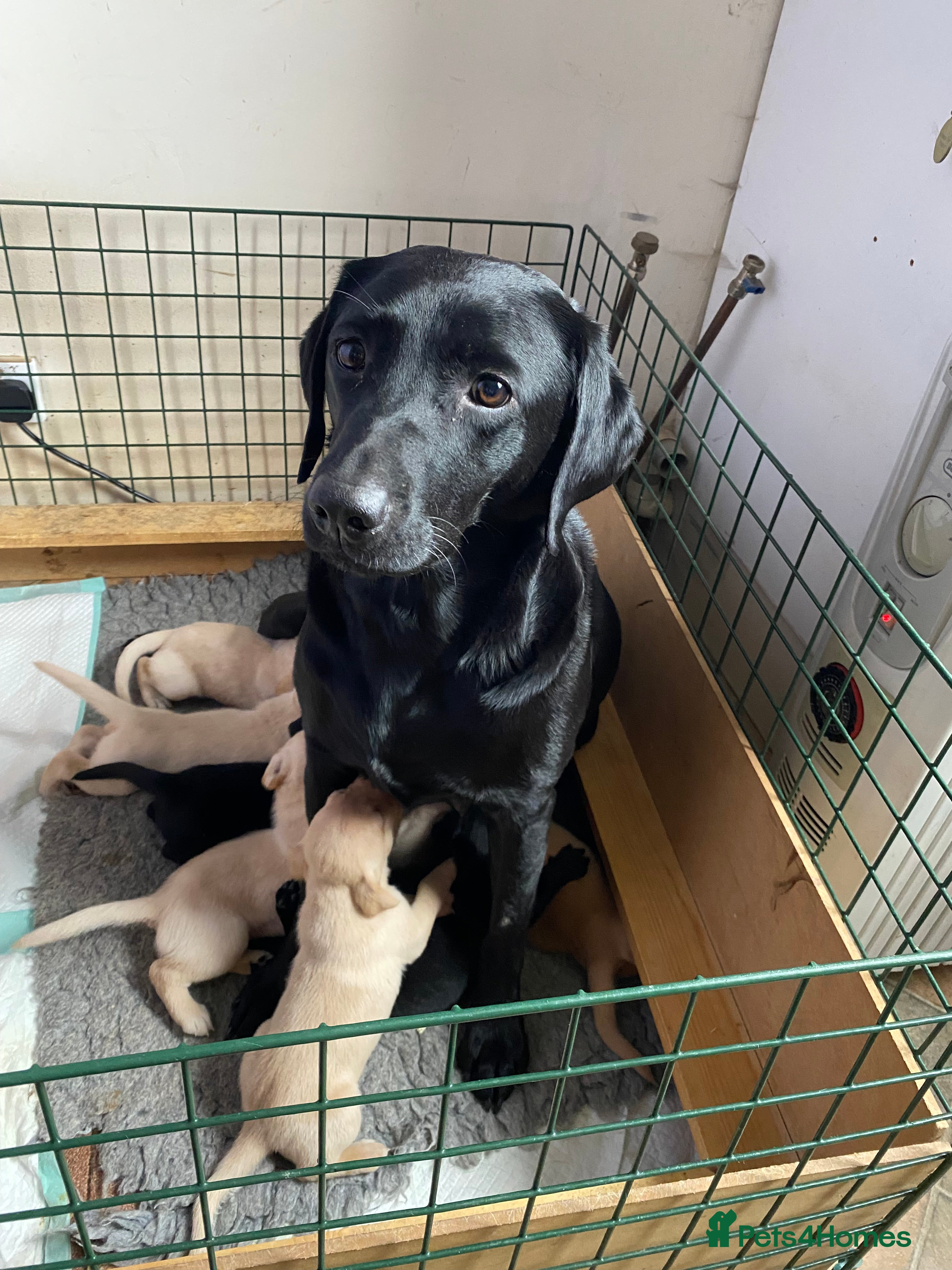 Labrador Retriever dogs 2 lab pups, both yellow  in Kirriemuir - Advert 2