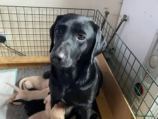 Labrador Retriever dogs 2 lab pups, both yellow in Kirriemuir - Advert 1