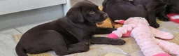 Labrador Retriever dogs for sale: Chocolate Labrador puppies - Advert 2