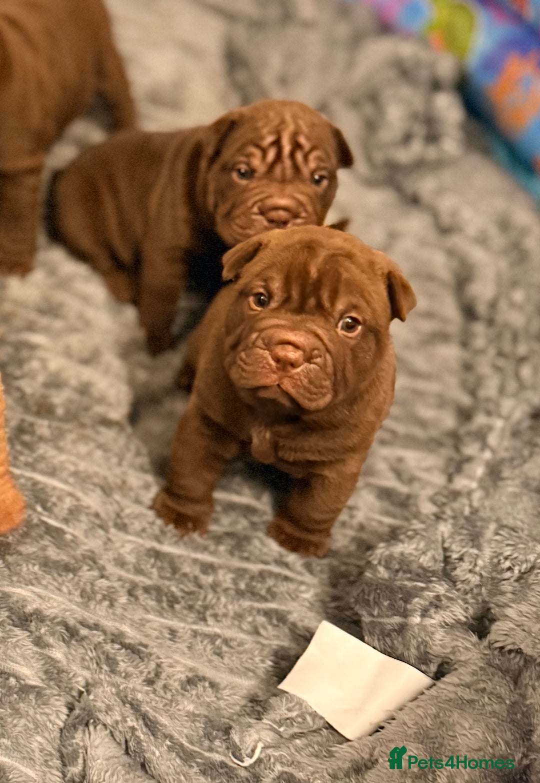 Mixed Breed dogs for sale: Bullpei Puppies 🐶 Purple One Left  - Advert 12