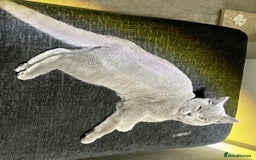 British Shorthair cats for sale: Male British Shorthair kitten 6 month old  - Image 10