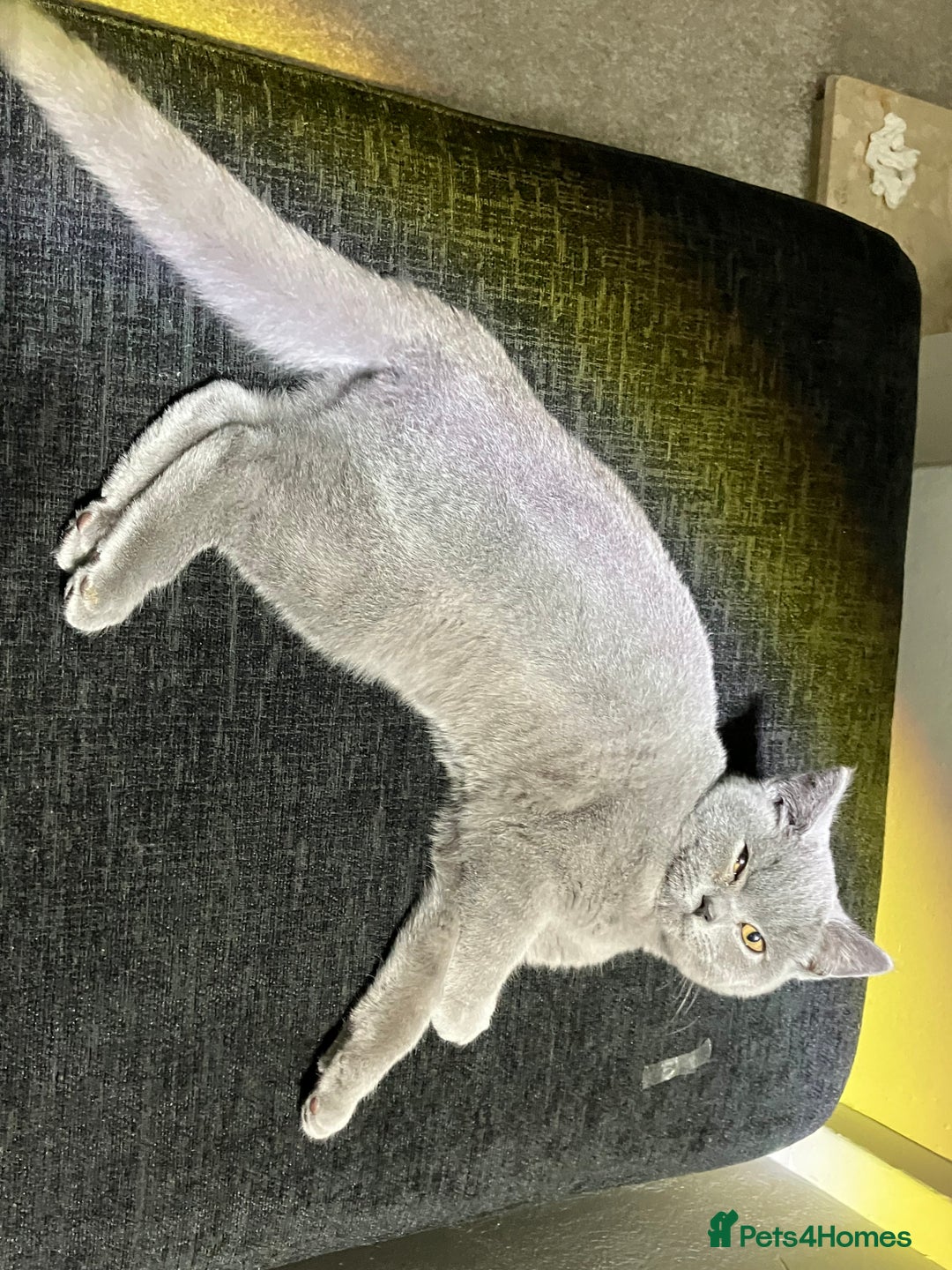 British Shorthair cats for sale: Male British Shorthair kitten 6 month old  - Image 10