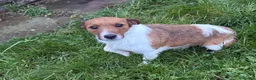 Jack Russell dogs for stud: Branston in Pickering - Advert 7