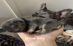 French Bulldog dogs for sale: Beautiful frenchie puppies 🐶  - Image 5