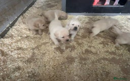 Labrador Retriever dogs for sale: Beautiful heavy chunky puppies  - Image 3