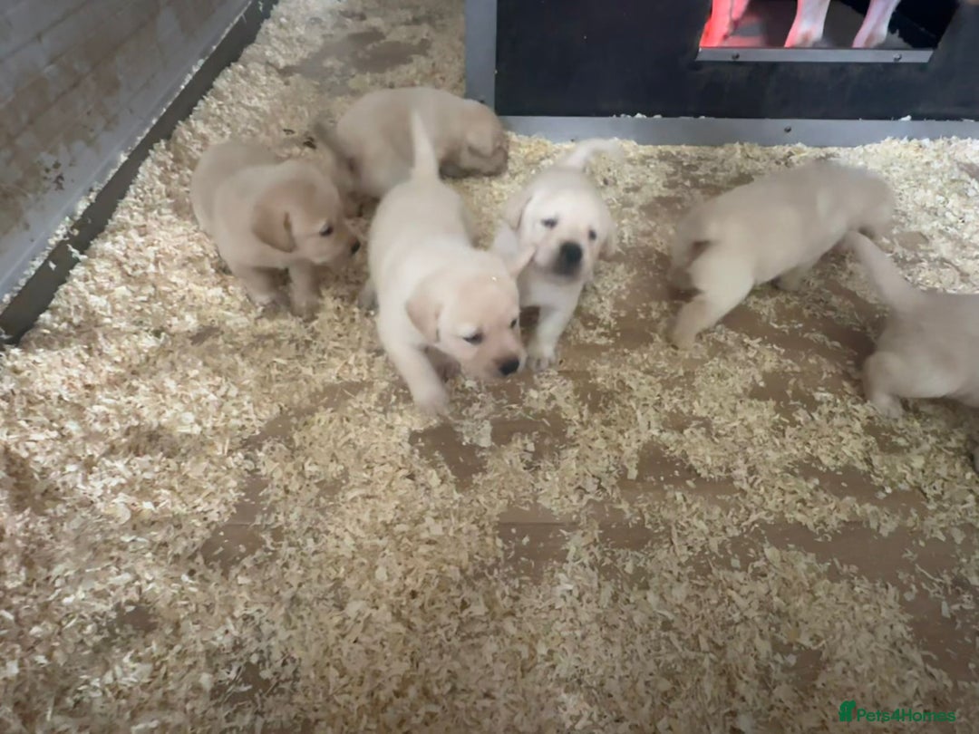 Labrador Retriever dogs for sale: Beautiful heavy chunky puppies  - Image 3