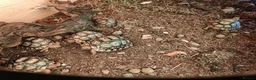 Tortoise reptiles for sale: Leopard tortoise hatchlings - Advert 7