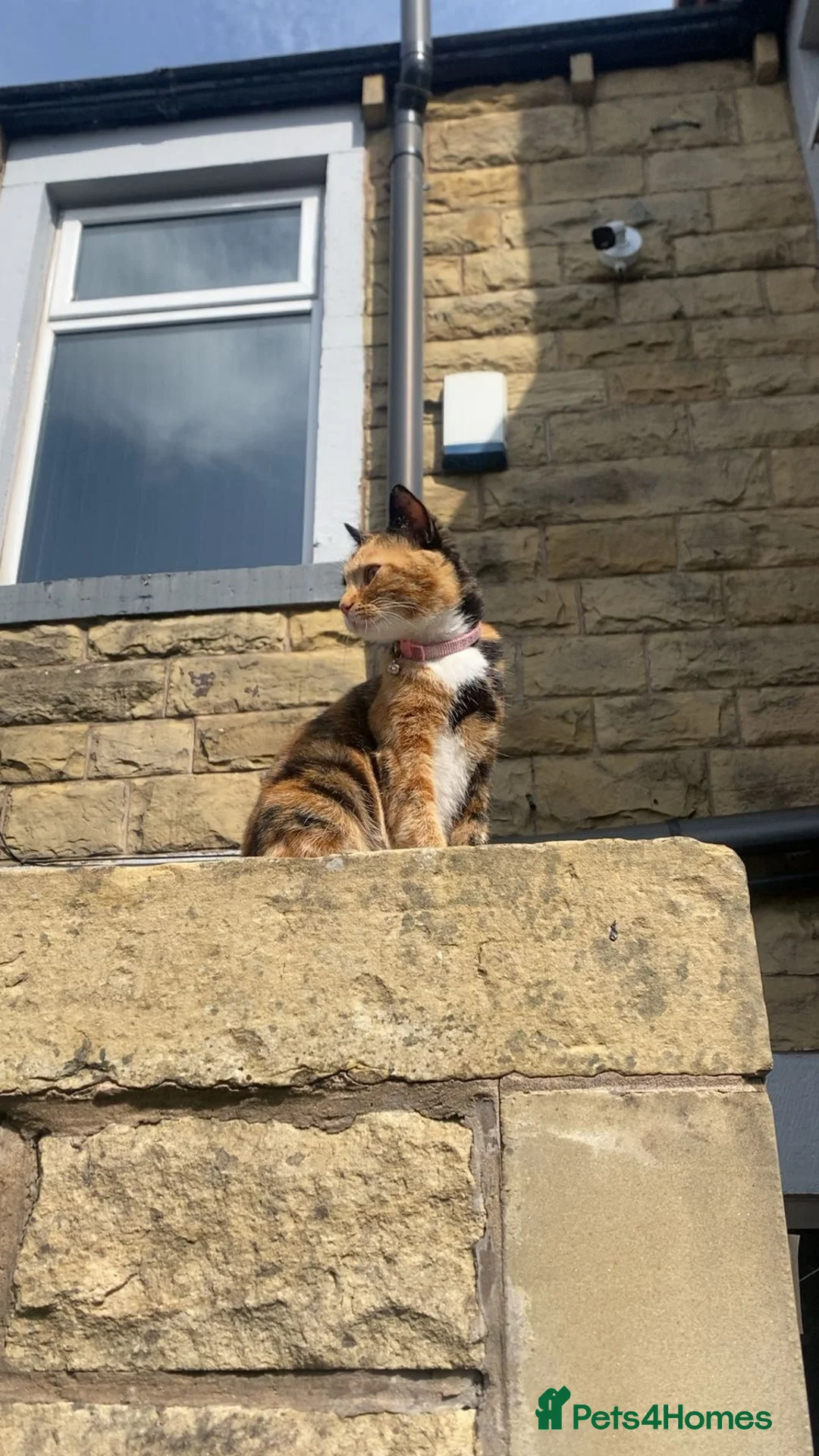 Mixed Breed cats for sale: Female calico cat for sale  - Advert 4