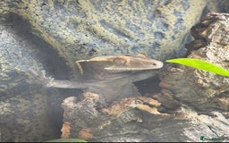 Gecko reptiles for sale: Crested Gecko & Full Established Bioactive Setup - Image 1