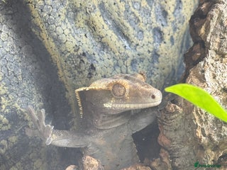 Gecko reptiles for sale: Crested Gecko & Full Established Bioactive Setup - Advert 1