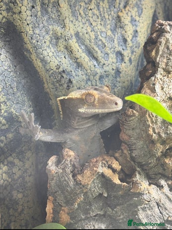 Gecko reptiles - Advert 11