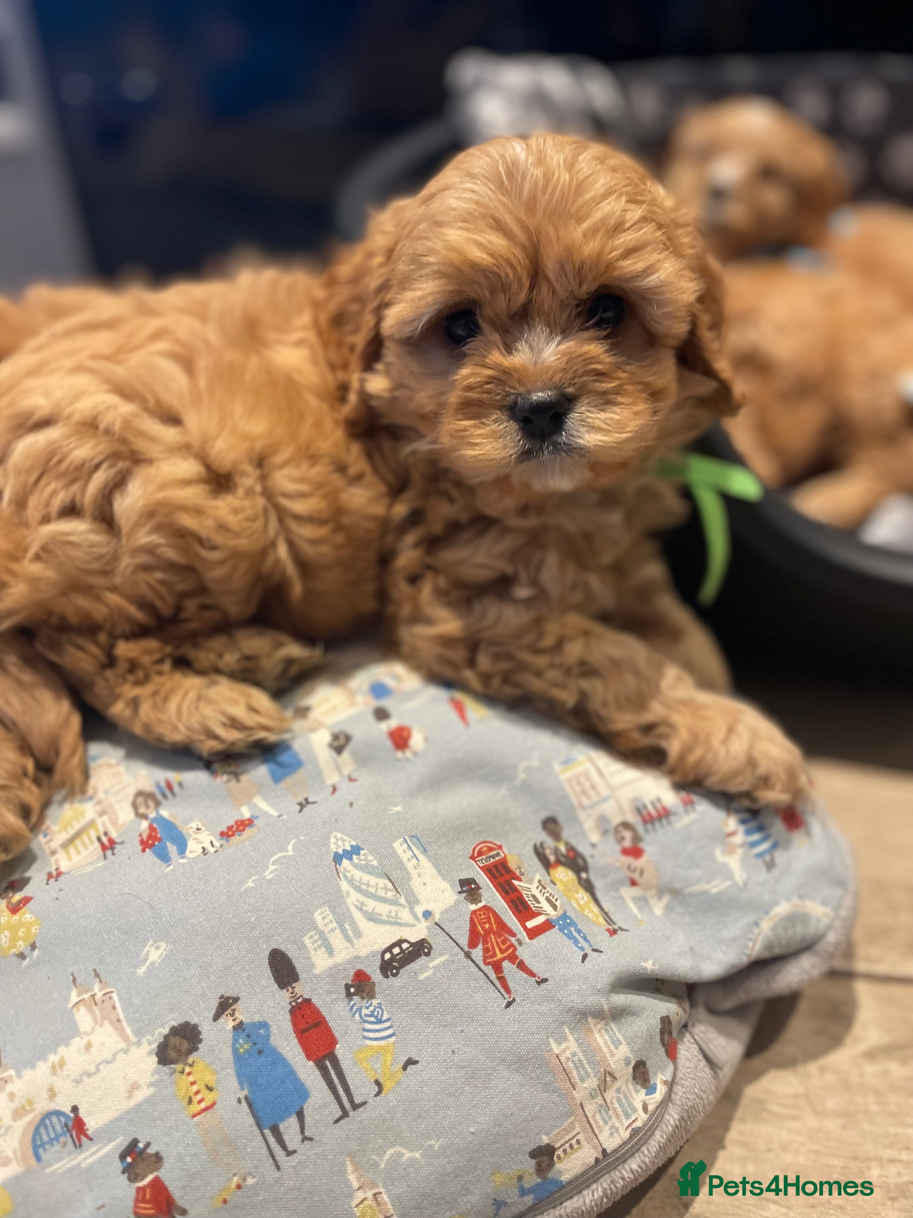 Cavapoo dogs Gorgeous Cavapoo Puppies - Advert 6