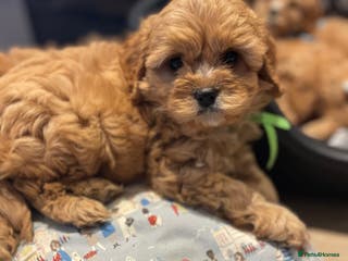 Cavapoo dogs Gorgeous Cavapoo Puppies - Advert 6