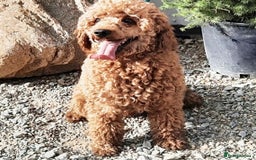Toy Poodle dogs for sale: We have beautiful toy poodle ready  - Image 5