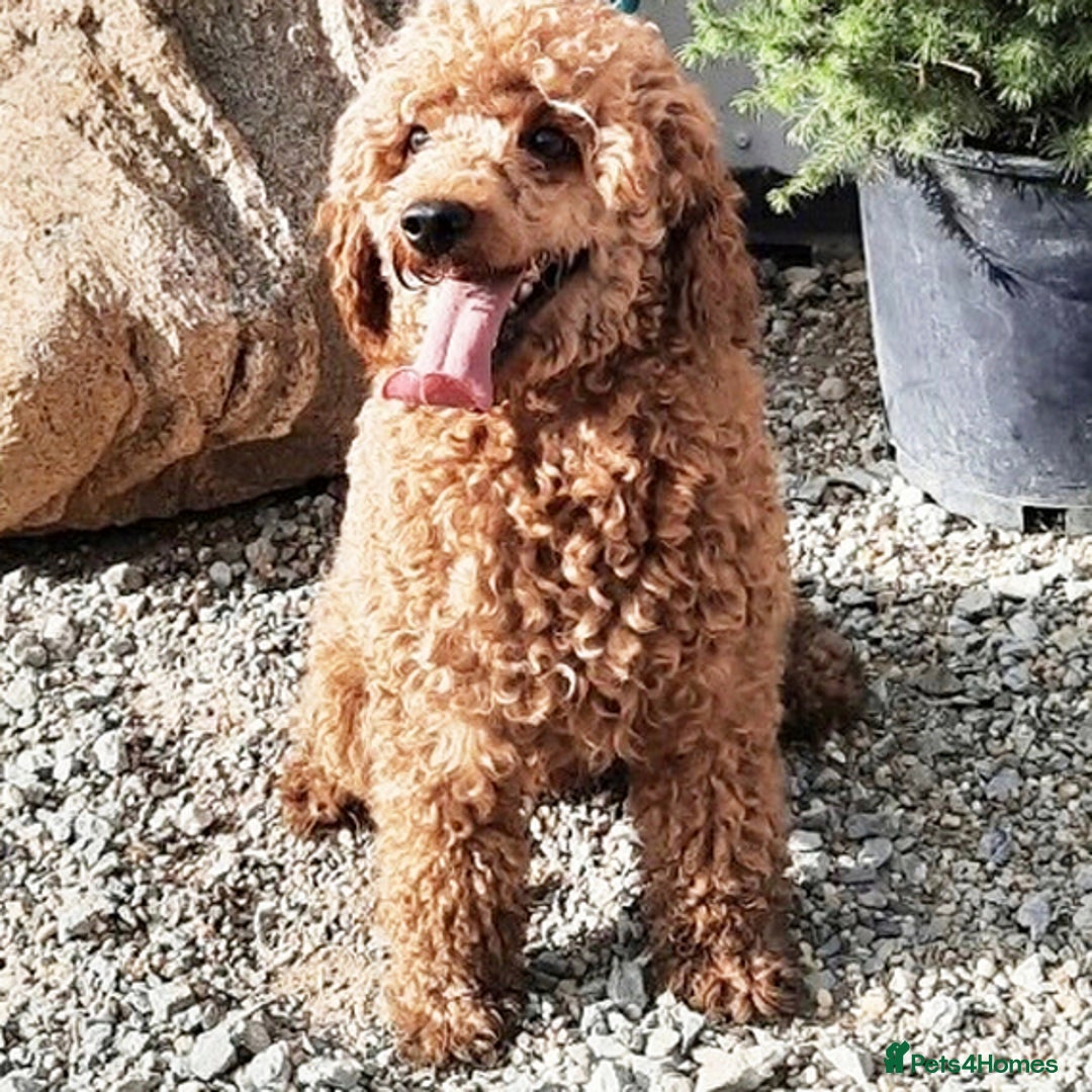 Toy Poodle dogs for sale: We have beautiful toy poodle ready  - Image 5