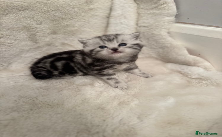 British Shorthair cats GCCF British shorthair silver tabby girls  - Advert 1