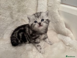 British Shorthair cats GCCF British shorthair silver tabby girls - Advert 7