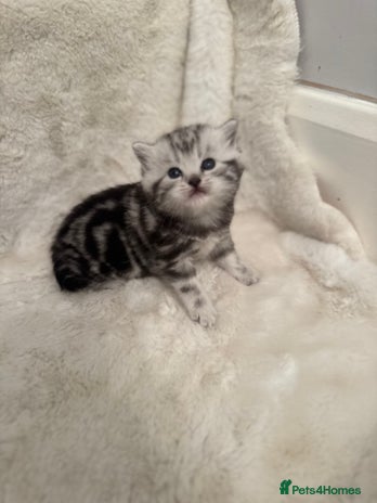 British Shorthair cats GCCF British shorthair silver tabby girls - Advert 2