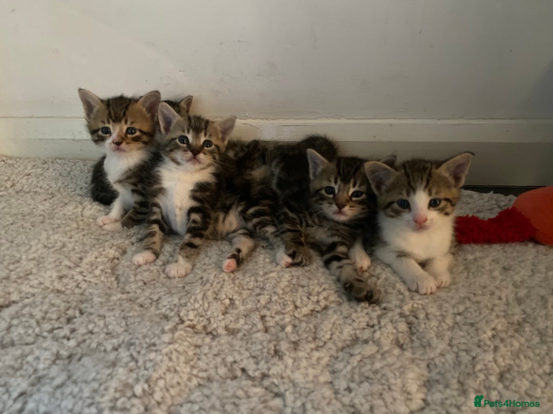 Mixed Breed cats for sale: Tabby Kittens in Kidderminster - Image 2