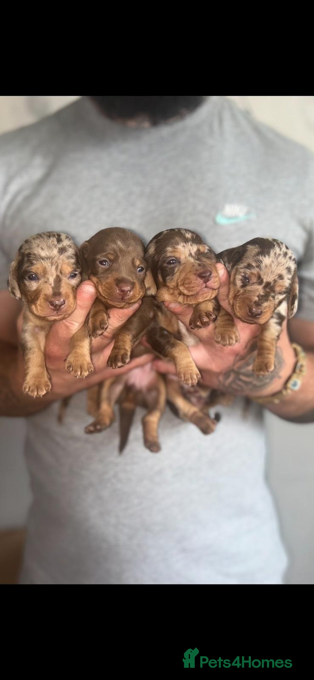 Dachshund dogs for sale: 😍🌈1 male left! 💙🇩🇪🤏🏻READY TO LEAVE🏠🐶 - Image 6